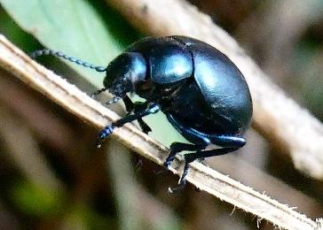 Timarcha goettingensis
